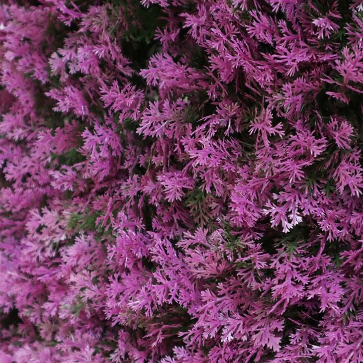 Indoor Flower Wall