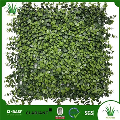 Kambarinių augalų siena