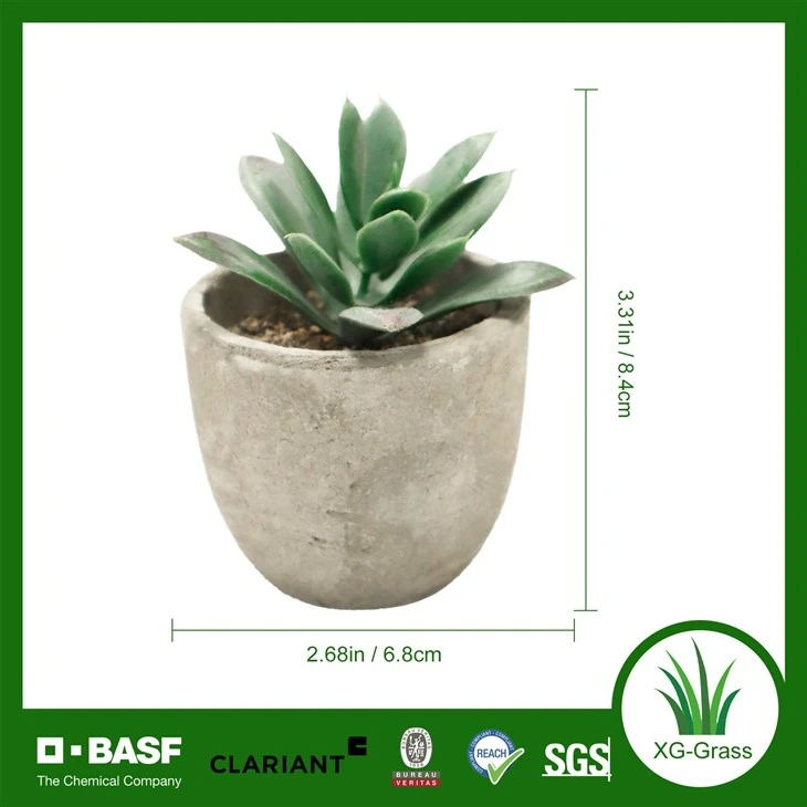 Xingu Vibrant Mini Succulent Plants For Effortless Indoor Gardening high quality